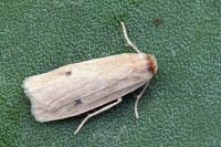 Pelosia plumosa