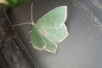 Hemithea aestivaria