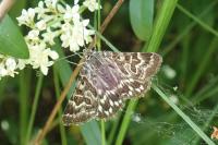 Euclidia mi
