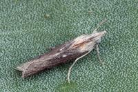 Epischnia asteris