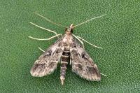 Duponchelia fovealis