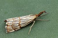Chrysocrambus linetella