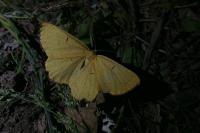 Angerona prunaria