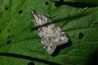 Scoparia ambigualis/basistrigalis