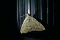 Pechipogo strigilata