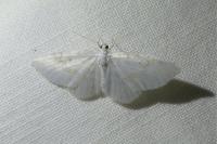 Asthena albulata