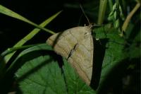 Herminia tarsicrinalis