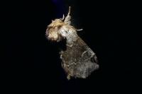 Drymonia obliterata
