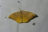 Watsonalla binaria