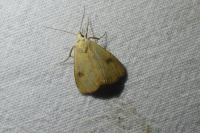 Rivula sericealis