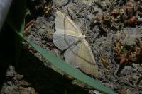 Cyclophora linearia