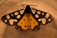 Arctia villica