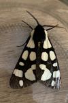 Arctia villica