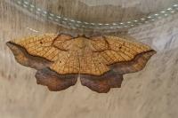Epione repandaria