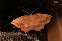 Epione repandaria