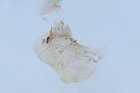 Pelosia plumosa