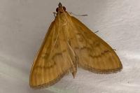 Mecyna flavalis