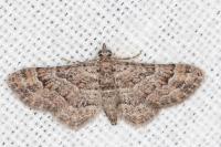Gymnoscelis rufifasciata