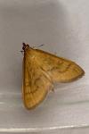 Mecyna flavalis