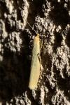 Indalia pygmaeola pallifrons