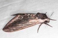 Sphinx ligustri