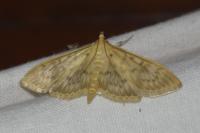 Patania ruralis