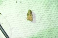 Agrotis exclamationis exclamationis