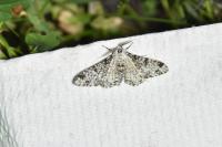 Biston betularia
