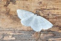 Cabera exanthemata