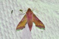 Deilephila porcellus