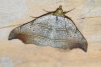 Laspeyria flexula
