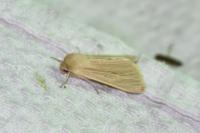 Mythimna pallens
