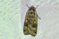 Noctua pronuba