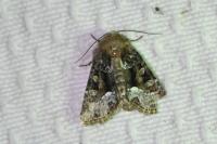 Oligia strigilis/versicolor