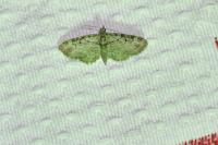 Pasiphila rectangulata