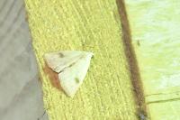 Rivula sericealis