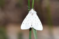 Spilosoma lubricipeda