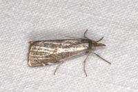 Thisanotia chrysonuchella