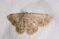 Charissa mucidaria