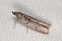 Zophodia grossulariella