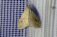Evergestis forficalis