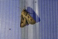 Agrotis exclamationis exclamationis