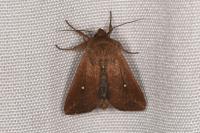 Mythimna albipuncta