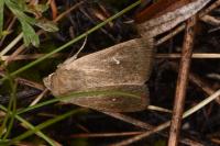 Mythimna ferrago
