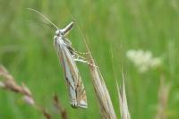Crambus lathoniellus
