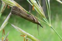 Hypochalcia ahenella