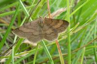Scopula rubiginata