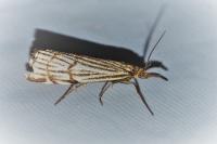 Chrysocramboides craterellus