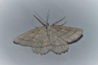 Perconia strigillaria