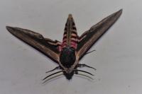 Sphinx ligustri